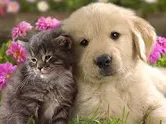 Picture of kitten and puppy