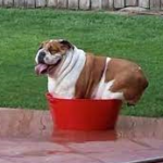 Summer heat and our pets. A fat bull dog in small pan of water