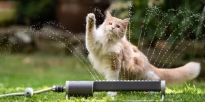 Your pets finding ways to stay cool. Cat plaing with sprinkler.