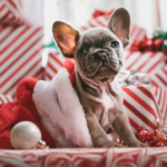 puppy ready for santa to come.