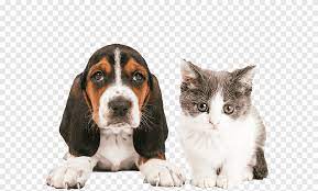 picture of dog and cat